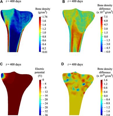 Computational Analysis of Bone Remodeling in the Proximal Tibia Under Electrical Stimulation Considering the Piezoelectric Properties